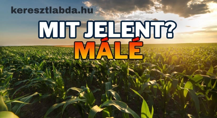 Tájszólás feladat: Tudod, mit jelent a málé?