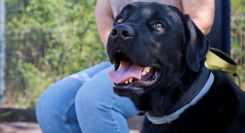 Majdnem tragédia lett belőle: vakvezetőkutyára támadt egy pitbull jellegű kutya Kiskörén