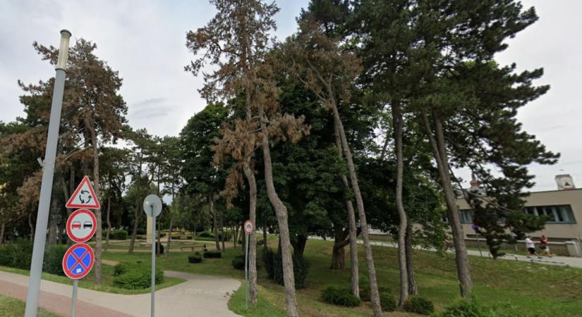 Öt fenyőfát vágnak ki a győri téren