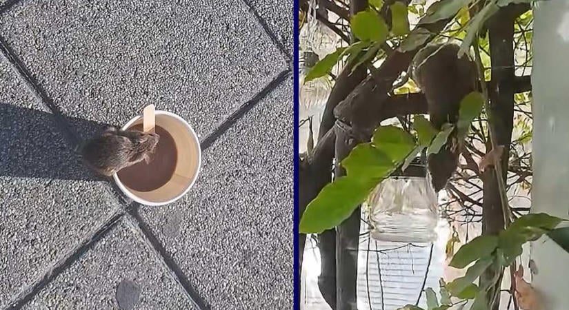 Patkányinvázió Zuglóban: Egyre nagyobb a pánik, az Örs vezér terén fényes napal szaladgálnak a rágcsálók, sok utcában az ablakot sem merik nyitva hagyni