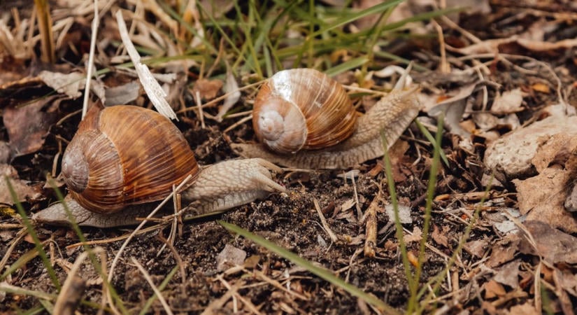 Most kell lépned, ha jövőre nem akarsz csigainváziót a kertedben