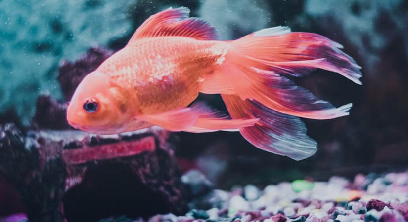 A hal nem néma dekoráció: unatkozhat, stresszelhet, sőt jelez is, csak nem ugat