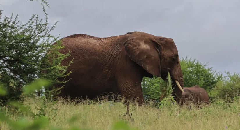 Új kutatás szerint az afrikai elefántok gyógynövényeket használnak betegségeik kezelésére