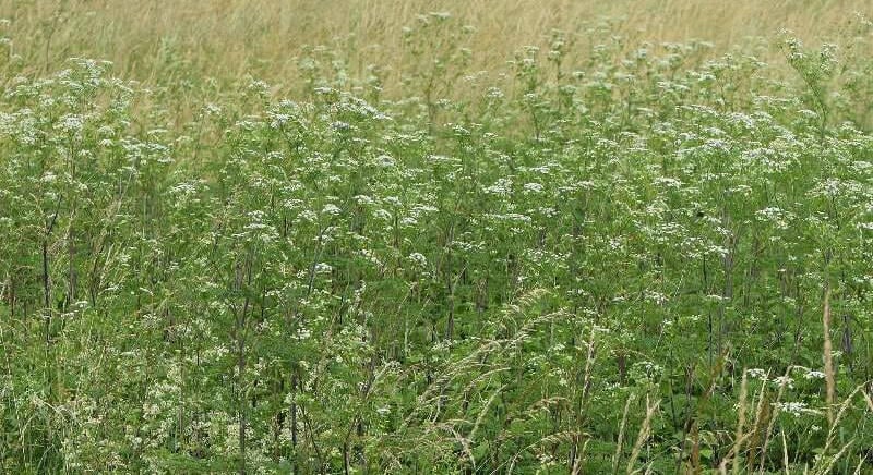 Az ősz elfeledett zöldsége: Gesztenye íze van és omlós, mint a krumpli
