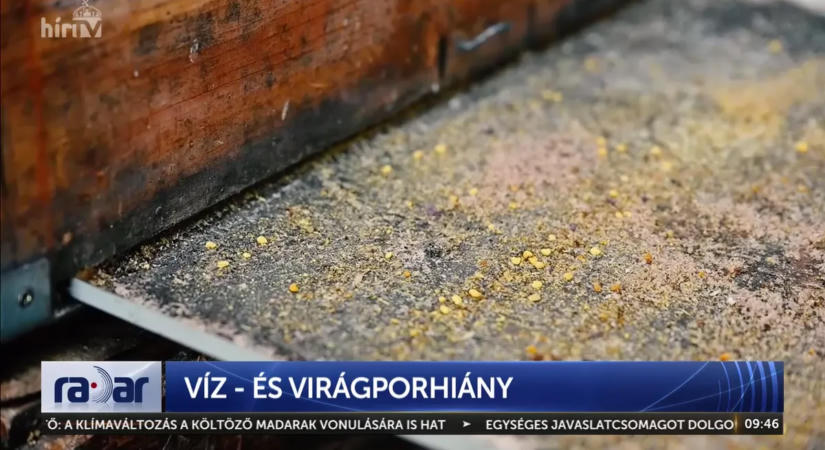 Eltűnhet a magyar méz? Kétségbeesett küzdelem a túlélésért