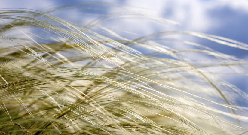 Meteorológia: a szél segíthet elviselhetőbbé tenni a meleget pénteken