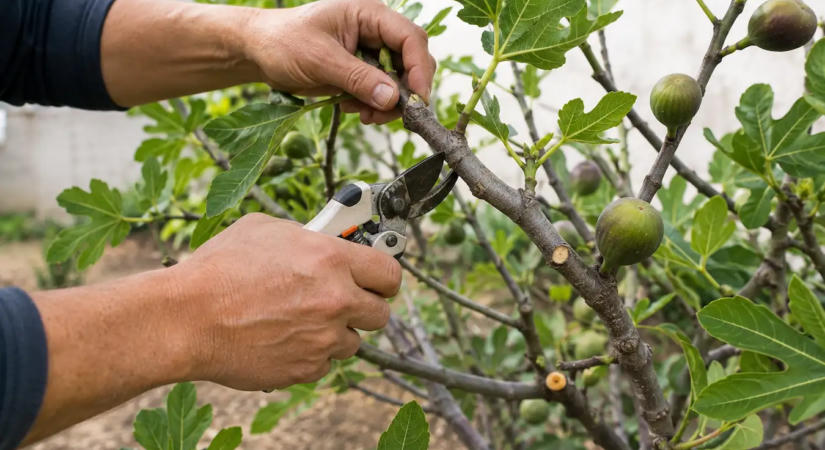 A kertész figyelmeztet: Ezt a 3 növényt tilos ősszel metszeni, de sokan elrontják!