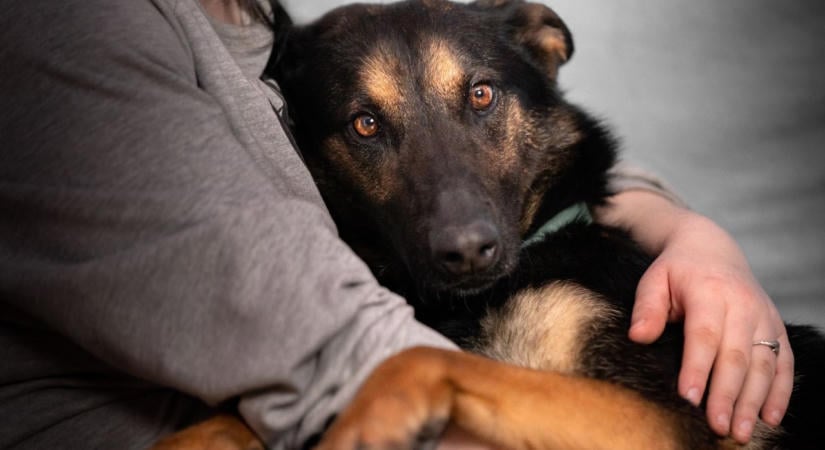 5 alig észrevehető jel, hogy a kutyád stresszes lehet otthon