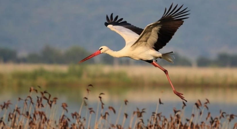 Üresednek a gólyafészkek: Nagyatádról már útnak indultak a gólyák Afrika felé