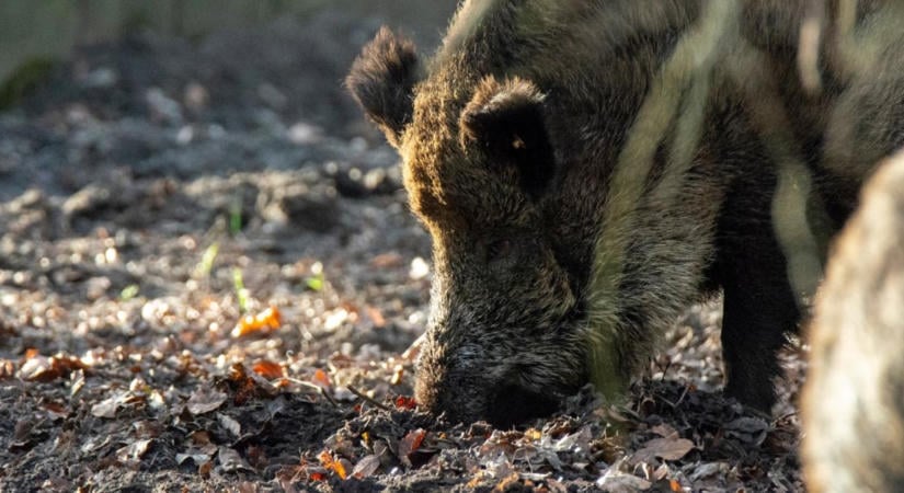 Reggel még ép volt a tábla, másnapra feltúrta a vad: így kezdődik sok őszi vadkár