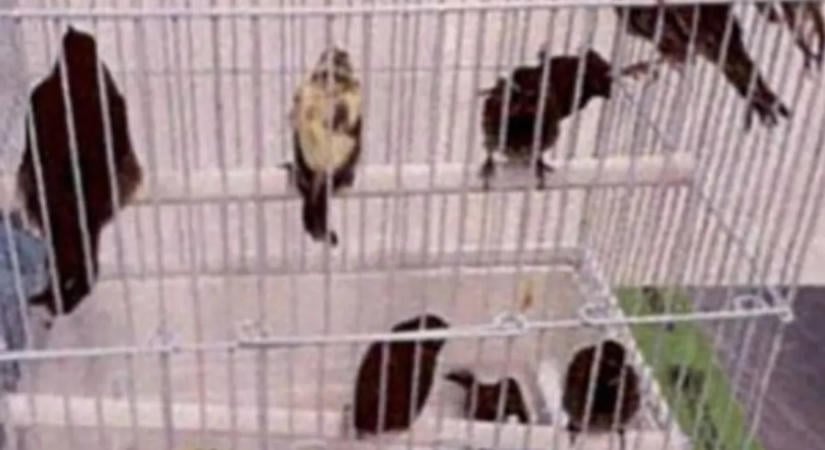 A furcsa dudor buktatta le: elképesztő, mit találtak a fehérneműjében