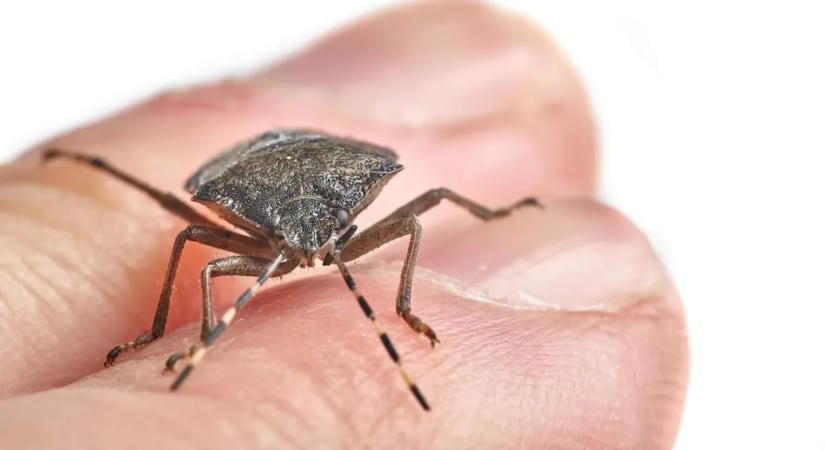 A poloskák már a spájzban vannak – Filléres módszerek, amelyekkel végleg kitessékelheted őket