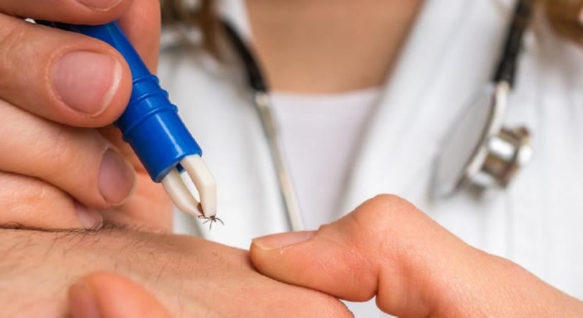 Kullancs a kertben? Nem csak az erdőszélen érdemes rájuk számítani