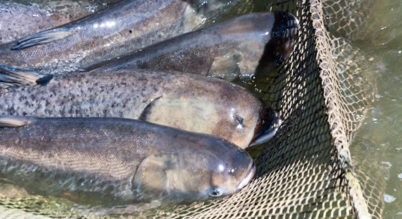 Hihetetlen, ami a Tisza-tónál történik: tonnaszámra emelik ki a halakat