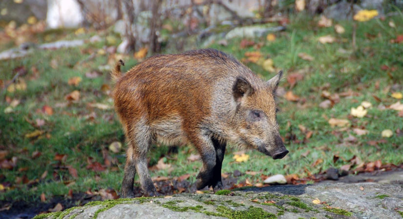 Veszély az utcákon! Vaddisznók lepték el a történelmi magyar várost