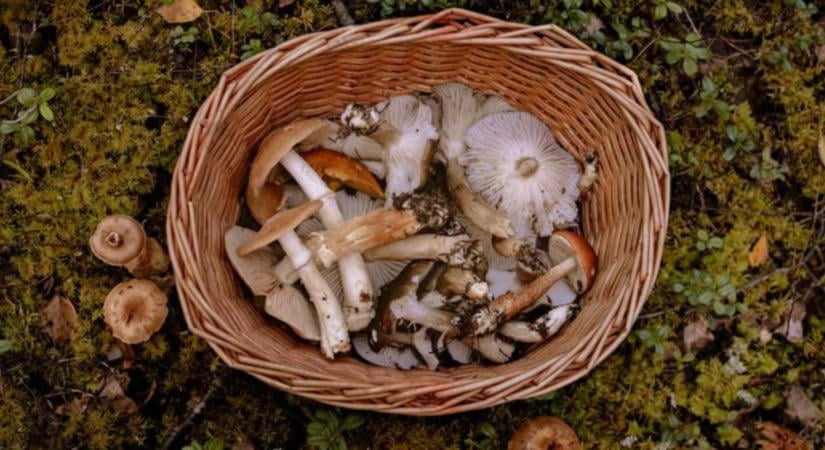 Őszi gombaszezon: mely ehető gombák jelennek meg szeptemberben?