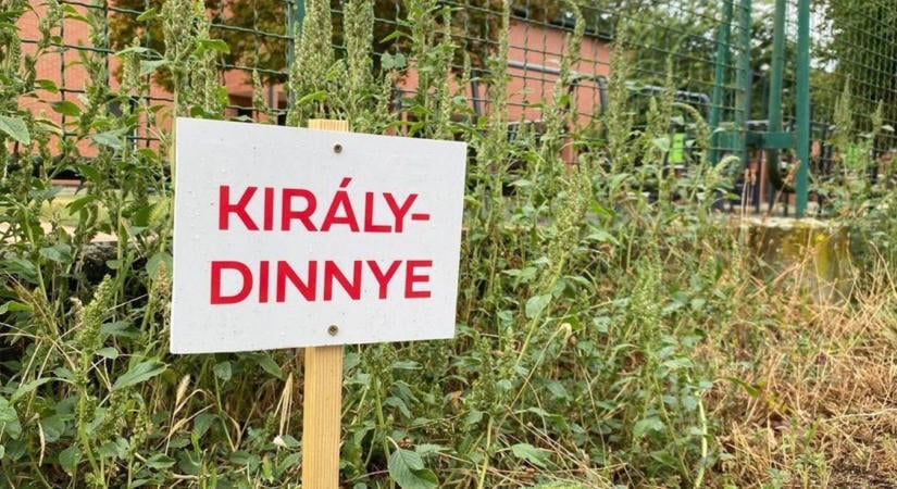 Téged is bosszant a királydinnye? Ez lehet Kecskemét válasza a problémára