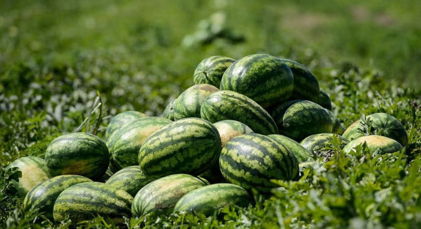 Végveszélyben a hazai dinnyetermesztés?