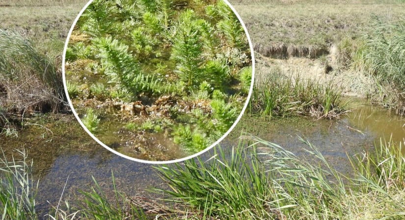 A vízilófark újabb előfordulása vált ismertté a Kis-Balaton területén