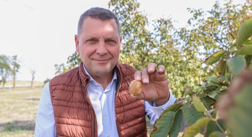 A kaliforniai prémiumdió mentheti meg a szezont – Nagysimonyiban javában tart a diószüret