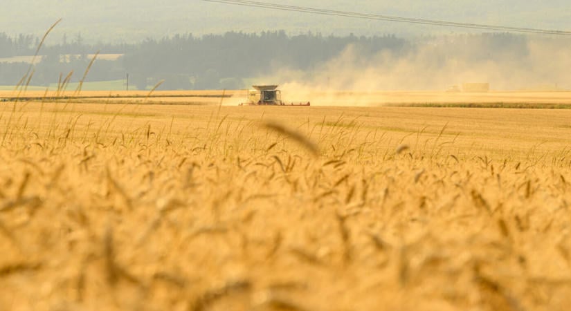 Benyovszky Mánya Ágnes: Aratás utáni körkép