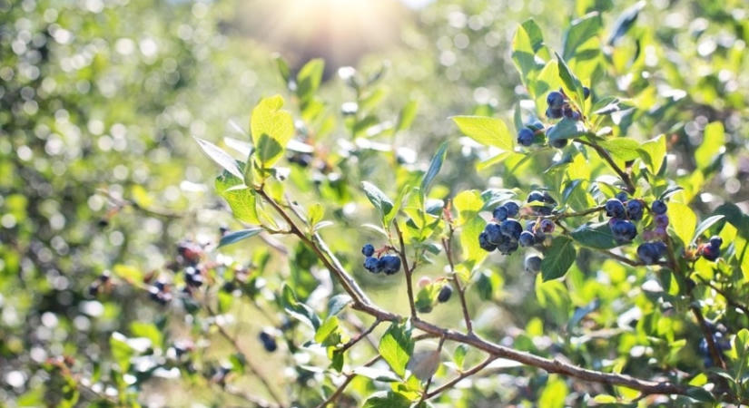 Szeptemberi metszési útmutató gyümölcstermő bokrokhoz: mit tilos?