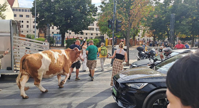 A Deák téren egy tehén bénította meg a belvárosi forgalmat