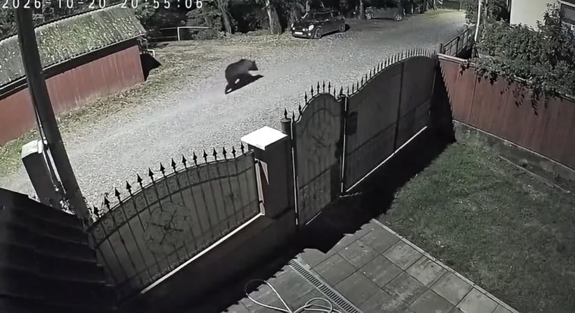 Esti medveséta borzolta a kedélyeket Kovásznán (VIDEÓ)