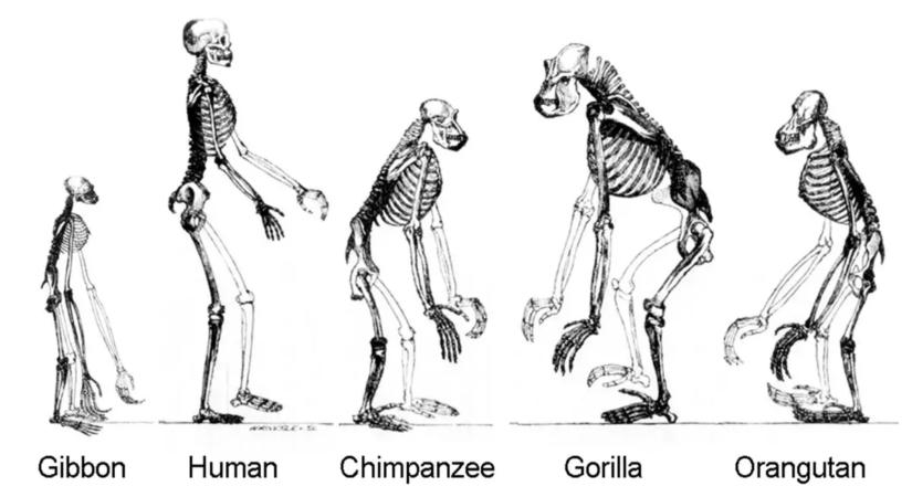 18 millió éves egyiptomi fosszília írhatja át az emberi evolúciót