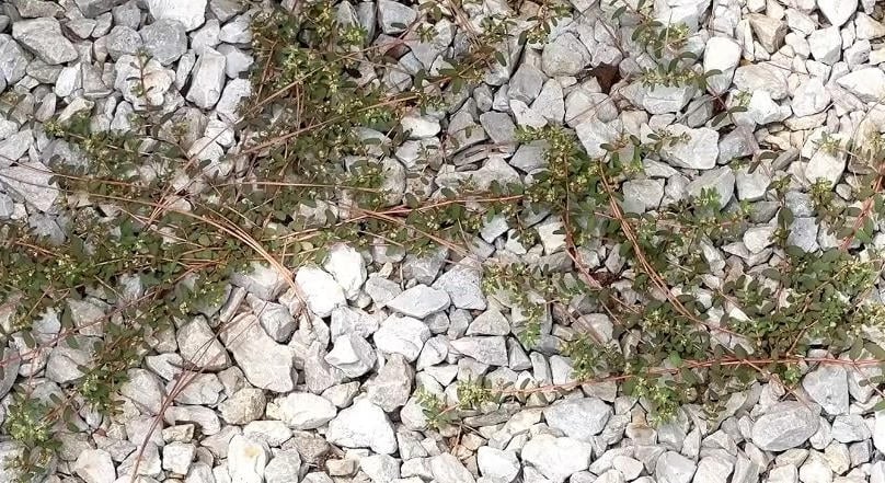 Nálunk is megjelent a világ legszívósabb gyomnövénye, ezzel az otthoni szerrel irthatja ki