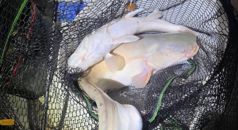 Ilyet még nem láttál: egyszerre harapott a fogas és a harcsa a Balatonon