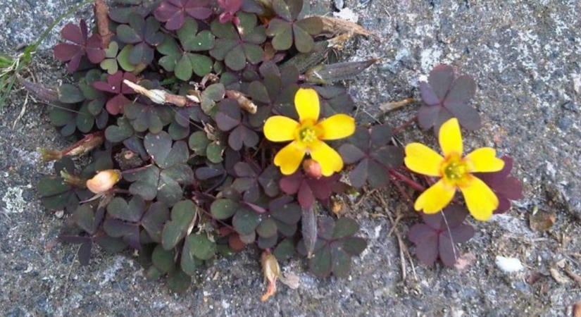 Eltűntek az oxalis levelei? Lehet, hogy éppen ez a természetes pihenője
