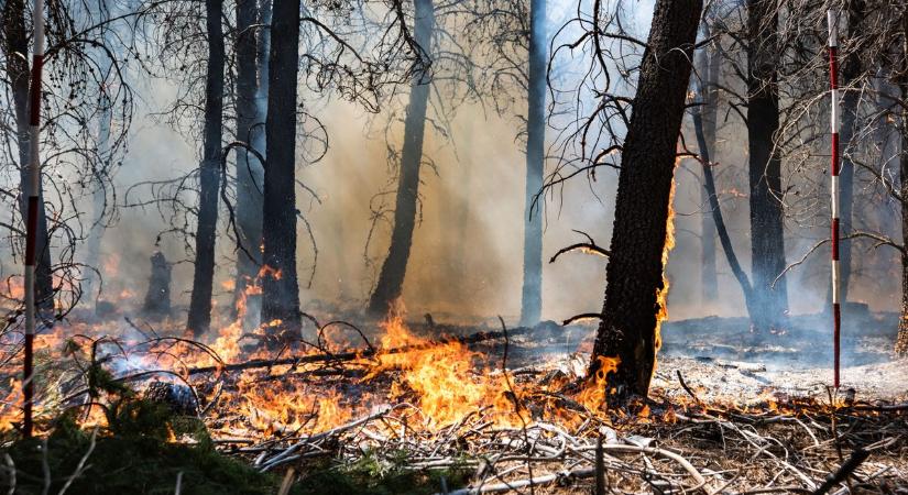 Öt hektáron égett a tarló és az erdő aljnövényzete Lajosmizse közelében