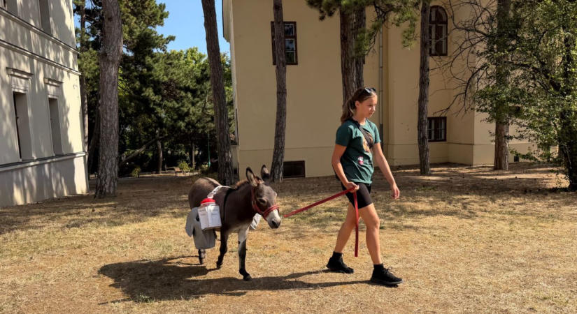 Nemes cél érdekében gyalogolja körbe a Balatont a 17 éves Bettina és Foki, a törpeszamár