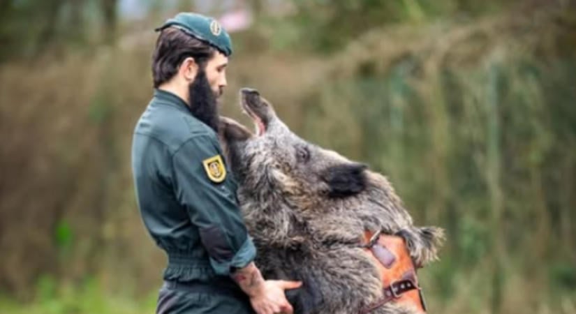 Megacuki vaddisznó szolgál a csendőrségnél, csak kissé rakoncátlan