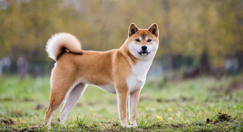 Egy kriptotőzsde pörgeti a Shiba tokenek égetését