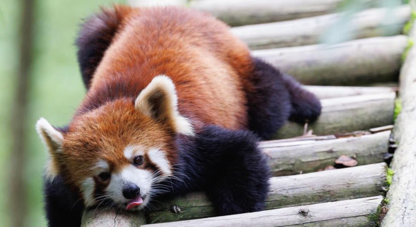 Tragédia a Fővárosi Állatkertben: elpusztult Dayah, a vörös panda-mama