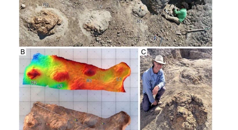 Felfedezték az első felnőtt T. rex által hagyott lábnyomokat