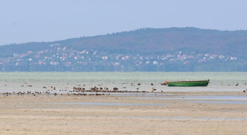 Különleges madárparádé a Balatonon – a rekordalacsony vízállás hozta el a ritka amerikai vándort