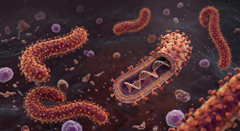 WHO: véget ért az ebolajárvány Ugandában
