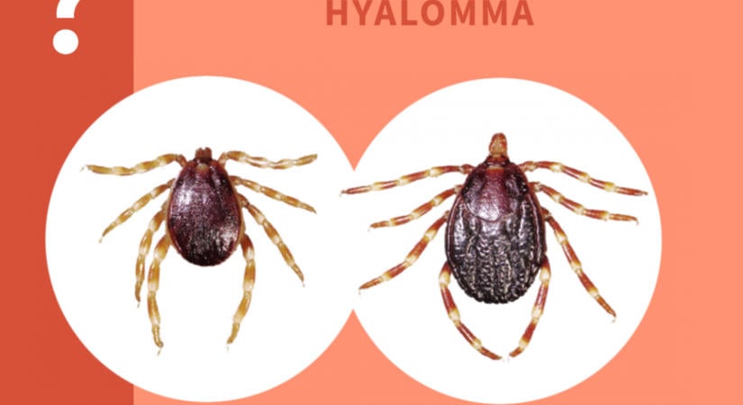 Aggasztó felfedezés a Hyalomma kullancsról: megtelepedhetett az országban – Súlyos trópusi fertőzést terjeszt
