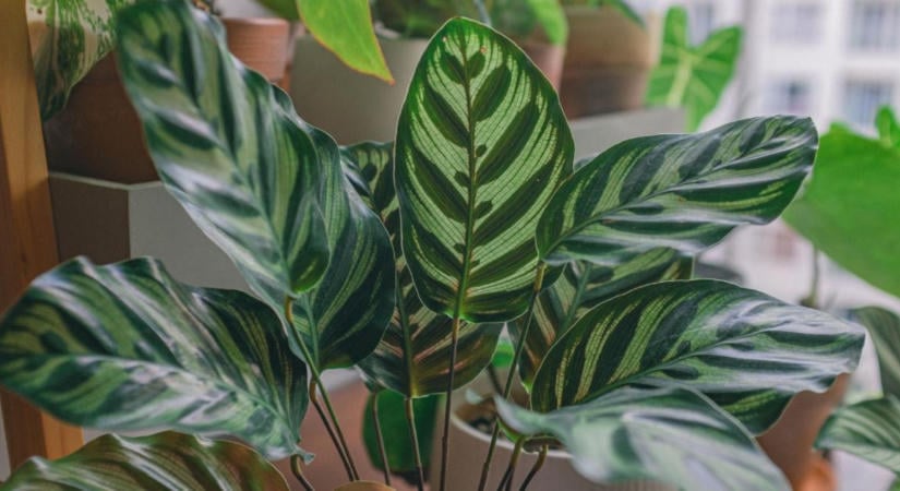 Calathea barna levélszélekkel? A fűtési szezonban ezt nézd meg először!