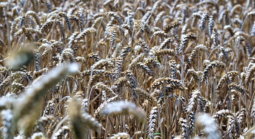 Mégsem roppantja meg a háború az orosz agráriumot