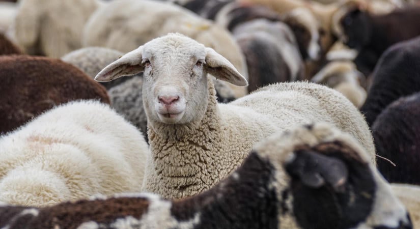 Október 5-ig véleményezhető a háziasított patások húsának fogyasztásáról szóló változás