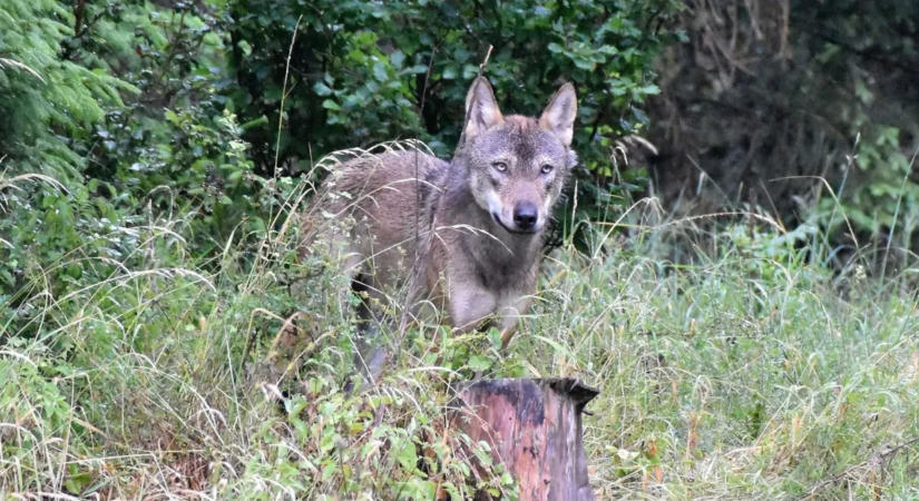 Hihetetlen, de igaz: farkasfalka támadt juhokra Kazincbarcikán