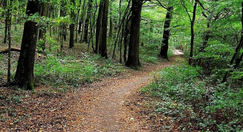 Ősz a természetben: viharvert fák, sárguló levelek, dérre váró környezet