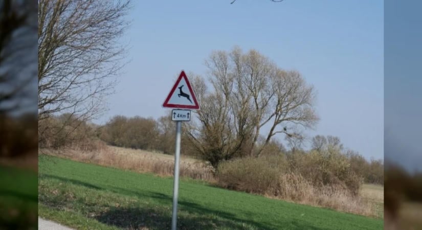 Két súlyos vadbaleset is történt egy nap alatt Zala vármegyében