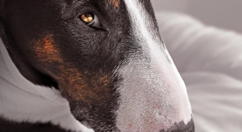 Lakásában szúrta agyon a megvadult bullterriert a 49 éves gazdája